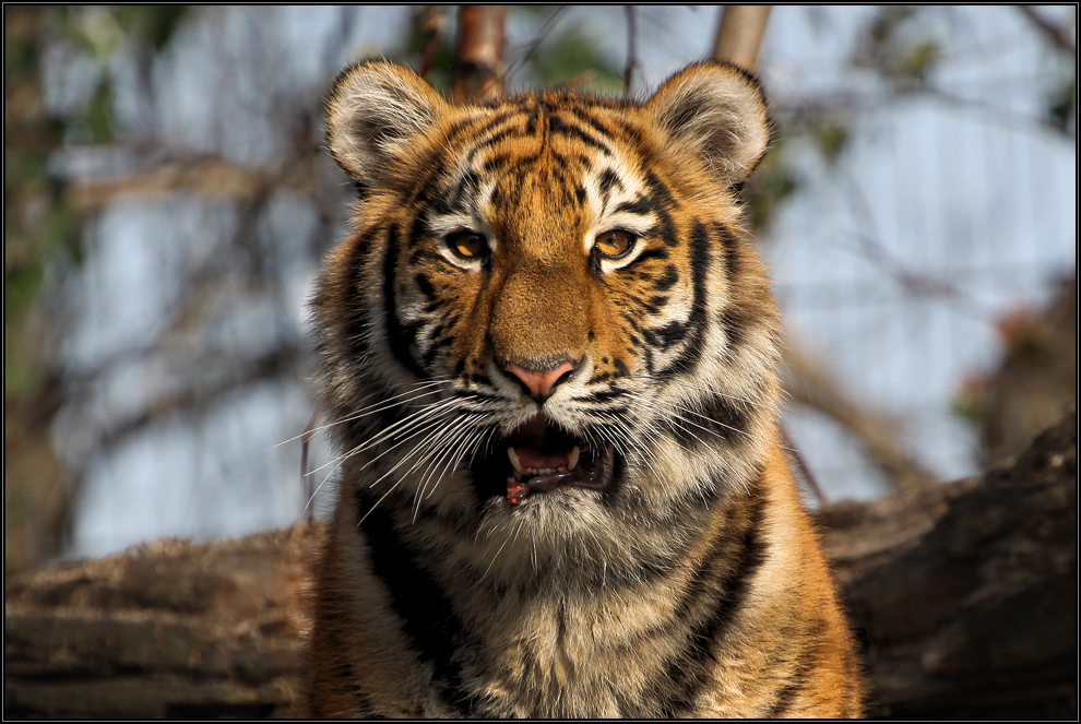 Der Sibirische Tiger 